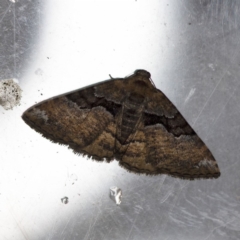 Aporoctena undescribed species (A Geometrid moth (Ennominae)) at O'Connor, ACT - 9 Dec 2018 by ibaird
