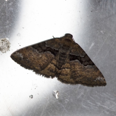 Aporoctena undescribed species (A Geometrid moth) at O'Connor, ACT - 9 Dec 2018 by ibaird