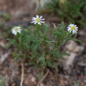 Vittadinia muelleri at Hughes, ACT - 10 Dec 2018