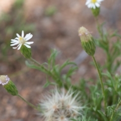 Vittadinia muelleri at Hughes, ACT - 10 Dec 2018