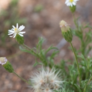 Vittadinia muelleri at Hughes, ACT - 10 Dec 2018