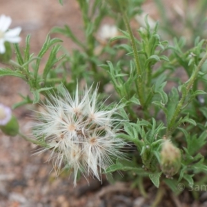 Vittadinia muelleri at Hughes, ACT - 10 Dec 2018