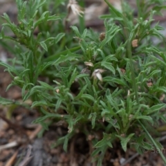 Vittadinia muelleri at Hughes, ACT - 10 Dec 2018