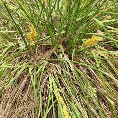 Lomandra longifolia (Spiny-headed Mat-rush, Honey Reed) at Meroo National Park - 11 Dec 2018 by GLemann