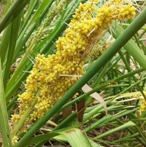 Lomandra longifolia at Bawley Point, NSW - 11 Dec 2018