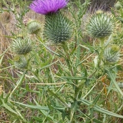 Cirsium vulgare (Spear Thistle) at Murramarang Aboriginal Area - 5 Dec 2018 by GLemann