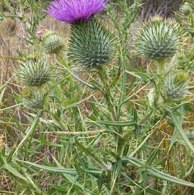 Cirsium vulgare (Spear Thistle) at Bawley Point, NSW - 5 Dec 2018 by GLemann