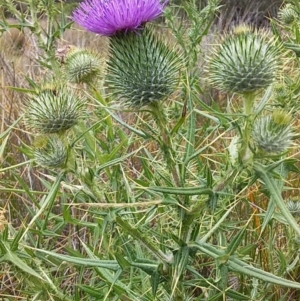 Cirsium vulgare at Bawley Point, NSW - 5 Dec 2018