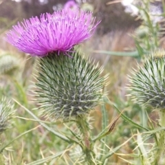 Cirsium vulgare at Bawley Point, NSW - 5 Dec 2018 05:27 PM