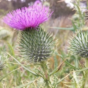 Cirsium vulgare at Bawley Point, NSW - 5 Dec 2018 05:27 PM