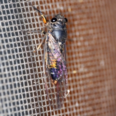 Yoyetta robertsonae (Clicking Ambertail) at O'Connor, ACT - 9 Dec 2018 by ibaird