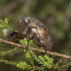 Psaltoda moerens (Redeye cicada) at ANBG - 11 Dec 2018 by AlisonMilton