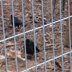 Corcorax melanorhamphos (White-winged Chough) at Greenleigh, NSW - 10 Dec 2018 by LyndalT