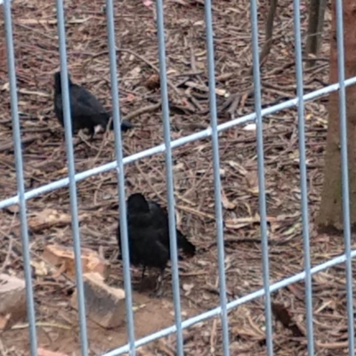 Corcorax melanorhamphos (White-winged Chough) at Greenleigh, NSW - 11 Dec 2018 by LyndalT
