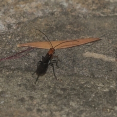 Callibracon capitator (White Flank Black Braconid Wasp) at Canberra Central, ACT - 11 Dec 2018 by AlisonMilton