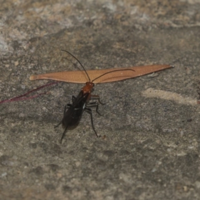 Callibracon capitator (White Flank Black Braconid Wasp) at Canberra Central, ACT - 10 Dec 2018 by Alison Milton