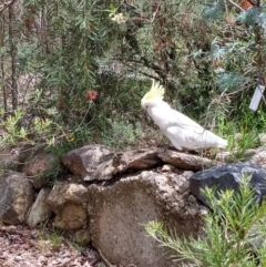 Cacatua galerita (Sulphur-crested Cockatoo) at Greenleigh, NSW - 10 Dec 2018 by LyndalT