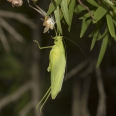 Caedicia simplex (Common Garden Katydid) at ANBG - 10 Dec 2018 by AlisonMilton
