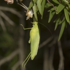 Caedicia simplex (Common Garden Katydid) at Hackett, ACT - 11 Dec 2018 by AlisonMilton