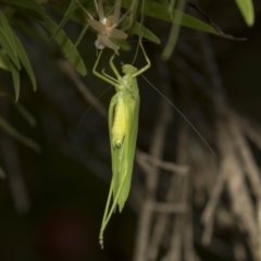 Caedicia simplex at Hackett, ACT - 11 Dec 2018