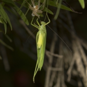 Caedicia simplex at Hackett, ACT - 11 Dec 2018