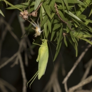 Caedicia simplex at Hackett, ACT - 11 Dec 2018