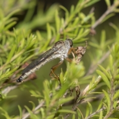 Cerdistus sp. (genus) (Slender Robber Fly) at Canberra Central, ACT - 11 Dec 2018 by AlisonMilton