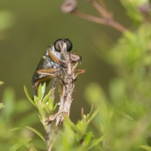 Cerdistus sp. (genus) at Canberra Central, ACT - 11 Dec 2018