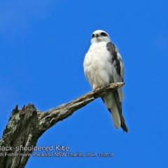Elanus axillaris (Black-shouldered Kite) at Fishermans Paradise, NSW - 30 Nov 2018 by CharlesDove
