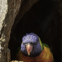 Trichoglossus moluccanus (Rainbow Lorikeet) at Hughes, ACT - 9 Dec 2018 by JonSteinbeck