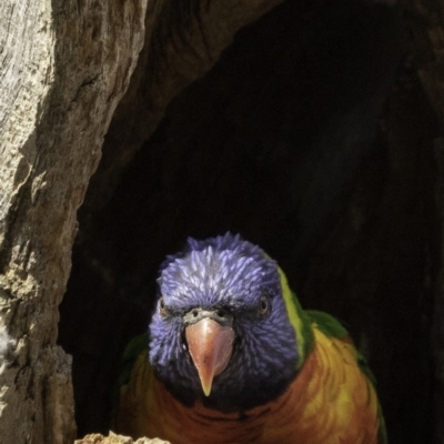 Trichoglossus moluccanus (Rainbow Lorikeet) at GG102 - 8 Dec 2018 by BIrdsinCanberra