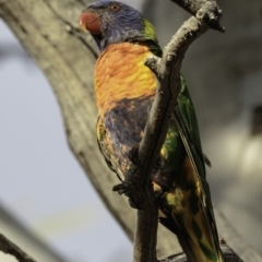 Trichoglossus moluccanus at Hughes, ACT - 9 Dec 2018 07:13 AM