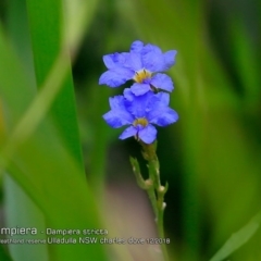 Dampiera stricta (Blue Dampiera) at South Pacific Heathland Reserve - 29 Nov 2018 by CharlesDove