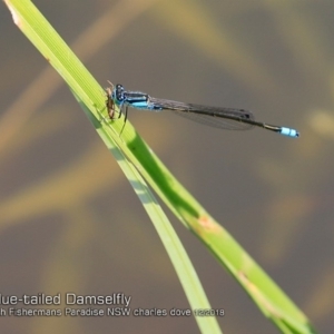 Ischnura heterosticta at Lake Conjola, NSW - 30 Nov 2018 12:00 AM