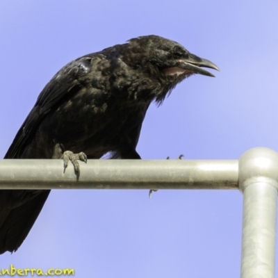 Corvus coronoides (Australian Raven) at Deakin, ACT - 9 Dec 2018 by JonSteinbeck
