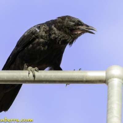 Corvus coronoides (Australian Raven) at Deakin, ACT - 8 Dec 2018 by BIrdsinCanberra