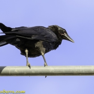 Corvus coronoides at Deakin, ACT - 9 Dec 2018