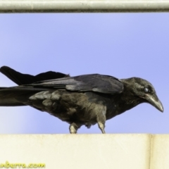 Corvus coronoides at Deakin, ACT - 9 Dec 2018