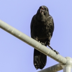 Corvus coronoides at Deakin, ACT - 9 Dec 2018