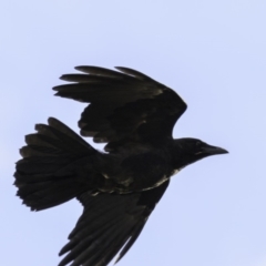 Corvus coronoides at Deakin, ACT - 9 Dec 2018