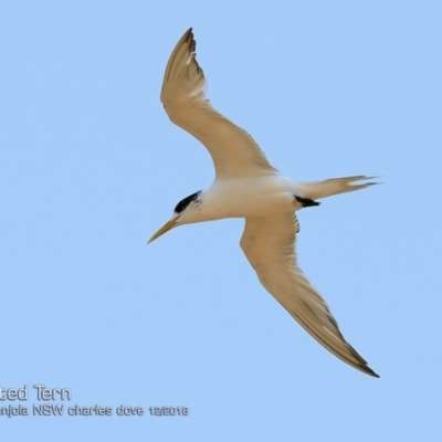 Thalasseus bergii (Crested Tern) at Lake Conjola, NSW - 2 Dec 2018 by Charles Dove