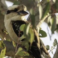 Dacelo novaeguineae at Deakin, ACT - 9 Dec 2018