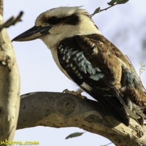 Dacelo novaeguineae at Deakin, ACT - 9 Dec 2018