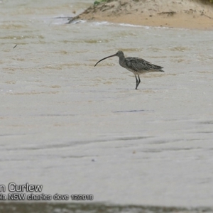 Numenius madagascariensis at Lake Conjola, NSW - 3 Dec 2018