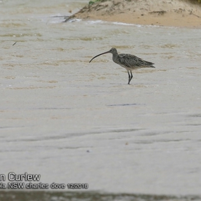 Numenius madagascariensis (Eastern Curlew) at Lake Conjola, NSW - 3 Dec 2018 by CharlesDove