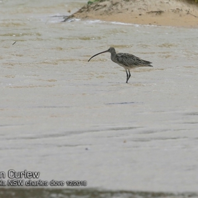 Numenius madagascariensis (Eastern Curlew) at Lake Conjola, NSW - 2 Dec 2018 by Charles Dove