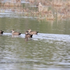 Anas gracilis (Grey Teal) at Lake Conjola, NSW - 30 Nov 2018 by CharlesDove