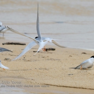 Sternula albifrons at Lake Conjola, NSW - 3 Dec 2018