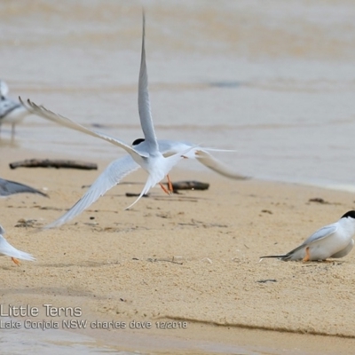 Sternula albifrons (Little Tern) at Lake Conjola, NSW - 3 Dec 2018 by CharlesDove