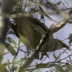 Ptilonorhynchus violaceus (Satin Bowerbird) at GG42 - 8 Dec 2018 by BIrdsinCanberra